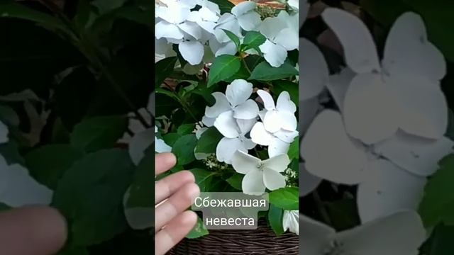 Гортензия Сбежавшая невеста (Runaway Bride) смотреть онлайн