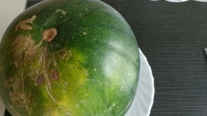 Купили самый дорогой японский черный арбуз Денсукэ (Densuke) / Покупка в магазине