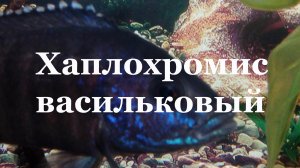 Аулонокара Джексона (василек): повреждение роговицы глаза, лечение.