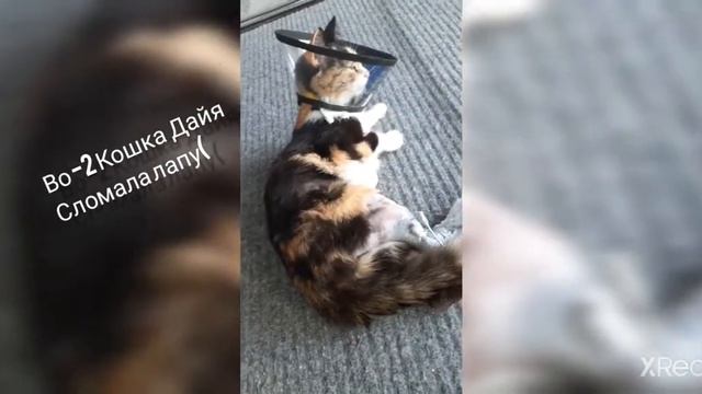 Новости из рубрики " посмотри это видео" смотреть онлайн