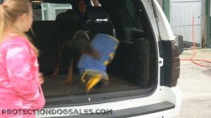 Rock Von Prufenpuden 11 Month Old Doberman Car Agitation Training