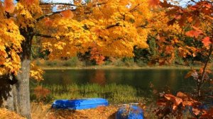 Яркие краски осени: красивая осенняя природа. Bright colors of autumn: beautiful autumn nature