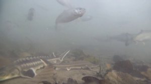 Подводная съёмка форель , осётр , стерлядь