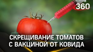 Прививка по самые помидоры: Узбекистан скрестил томаты с вакциной от ковида