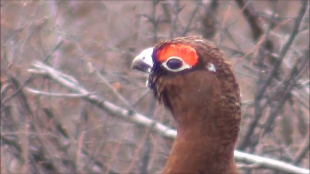 Природа Якутии. Часть 5. Доверие куропатки смотреть онлайн