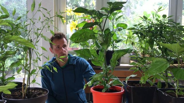 Grüße aus dem Chili-Dschungel - Alles über Chili, Peperoni, Tomate, Paprika #40 // Gartenschlau.com смотреть онлайн