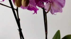 Фаленопсис Биг Лип Royal smile на 4  цветоноса ??????  из уценки #биглип #royalsmile #орхидеяуценка