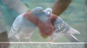 Хизри Далгатов Навсегда