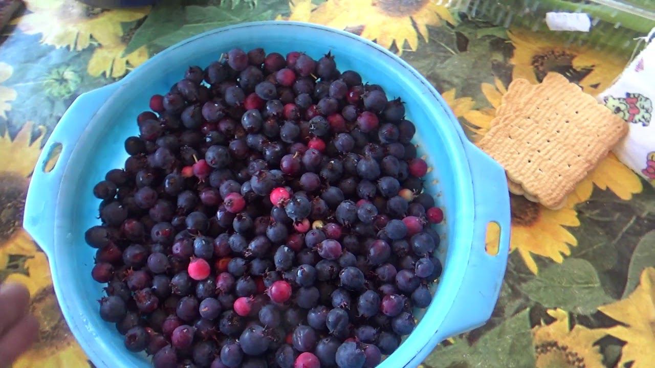 Варенье джем из ирги. Как сварить ягоду иргу. Ирга ягода варенье. Варенье из ирги на зиму. Как сварить ягоду иргу.