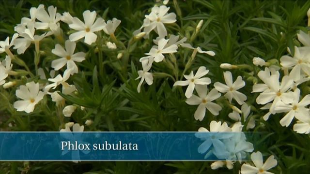 Virtual Landscape Makeover - South Carolina | P. Allen Smith Classics смотреть онлайн