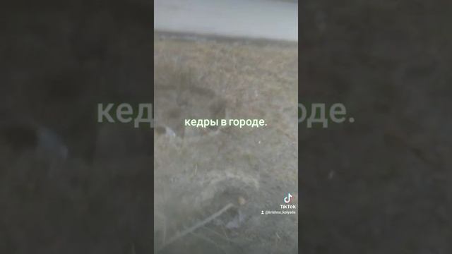 меня часто спрашивают где растут кедры.  Вот пожалуйста. район Аляска.