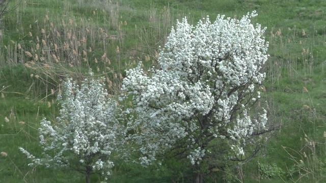 Достопримечательности Семикаракорска Шаминская гора смотреть онлайн