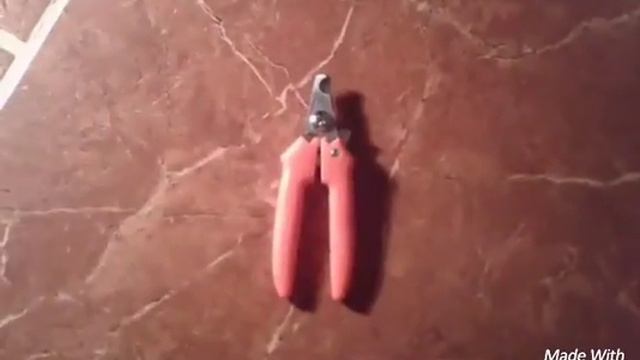 Как подстричь когти собаке или кошке? смотреть онлайн
