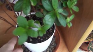 Как спасти АЗАЛИЮ