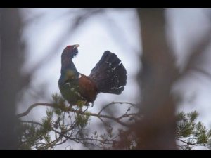ПОИСК ГЛУХАРИНОГО ТОКА * КТО ИЩЕТ ТОТ ВСЕГДА НАЙДЁТ