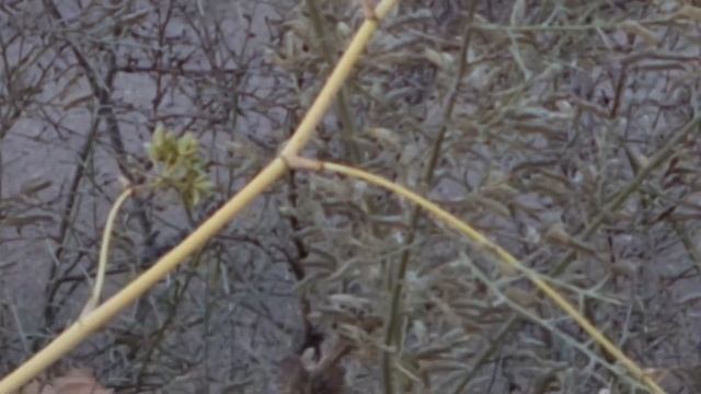 פשוש מצייץ בערב Prinia gracilis singing in the evening смотреть онлайн