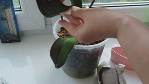 Мучнистый червец на орхидее и борьба с ним