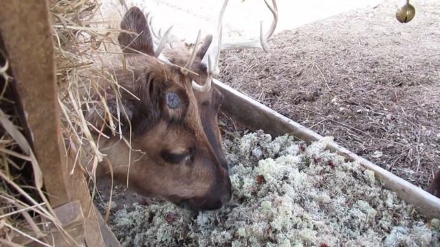 Приехал ягель из Ловозеро Мурманской области смотреть онлайн