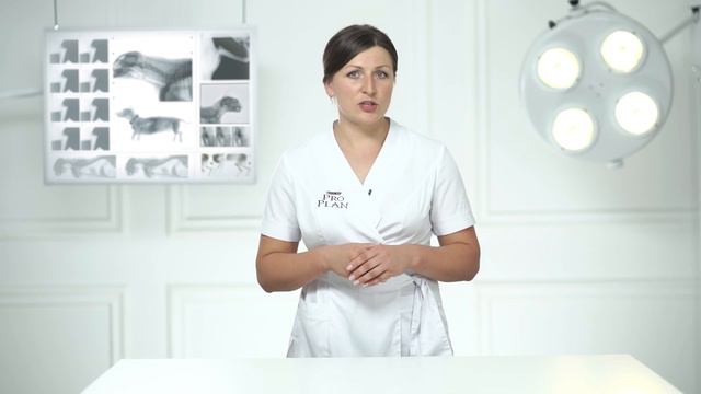 Профилактика отравлений у кошек׃ советы ветеринара смотреть онлайн