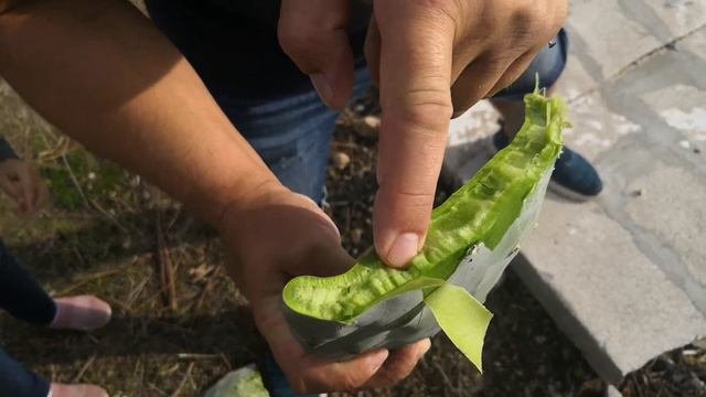 Что внутри у кактуса.  И чем он пахнет.  Попробуем на вкус?