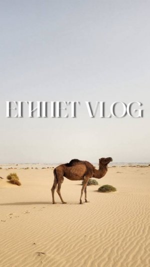 Египет | VLOG | 2023