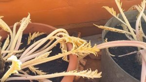 Как сохранились корни артишока зимой в подполе на Урале.