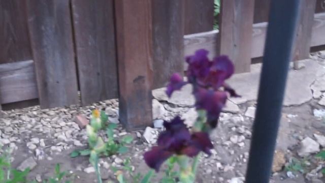 Ирисы почтой. смотреть онлайн