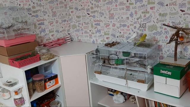 Все вещи моих попугаев |Что нужно для волнистого попугая