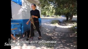 С чего начать дрессировку щенка в 3 месяца? Первое занятие лабрадора! Советы кинолога по воспитанию