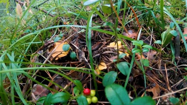 По грибы, по ягоды. ???БОРОВИХА - БРУСНИКА. смотреть онлайн