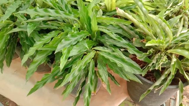 Calathea rufibarba green (Goeppertia rufibarba) - Ornamental plants смотреть онлайн