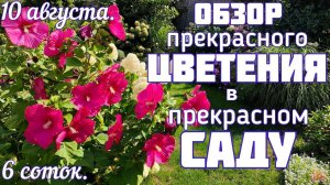 Гибискус , гортензии ☀️ ЦВЕТЕНИЕ ☀️10 августа  в нашем саду