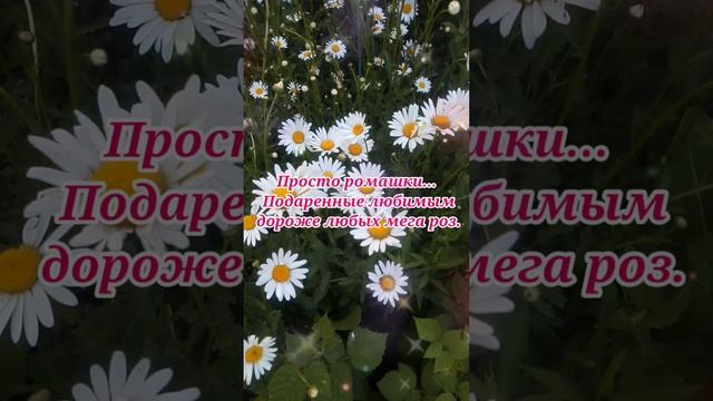 ромаши