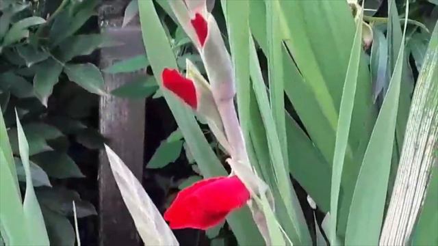 Зацветают гладиолусы и цинии смотреть онлайн