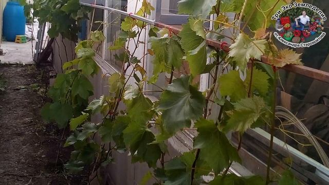 Выращиваем виноград там, где это НЕВОЗМОЖНО. Пристенная шпалера на высоком штамбе #ТриЭкоВиноградни смотреть онлайн