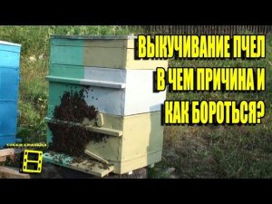 ВЫКУЧИВАНИЕ ПЧЕЛ. В ЧЕМ ПРИЧИНА И КАК БОРОТЬСЯ? ЛЮБИТЕЛЬСКОЕ ПЧЕЛОВОДСТВО С "0"