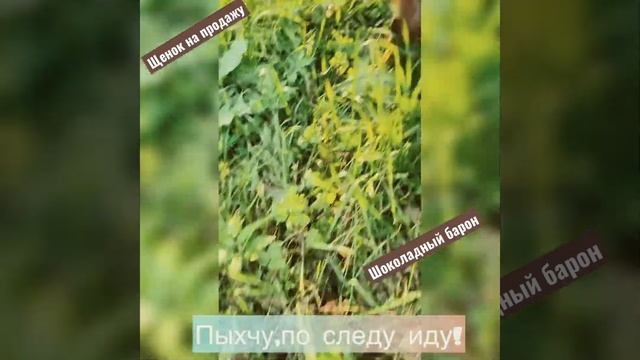 Щенок добермана на продажу! Щенки от звёздный пары! Питомник Невский Цербер?