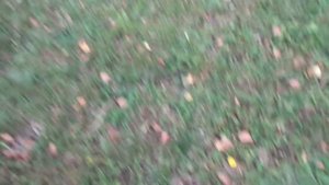 КАК ЗАГОТОВИТЬ ДЕРНОВУЮ ЗЕМЛЮ ДЛЯ РАССАДЫ? Ольга Чернова.