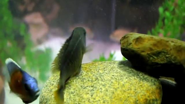 Copadichromis Borleyi Kadango breeding dance смотреть онлайн
