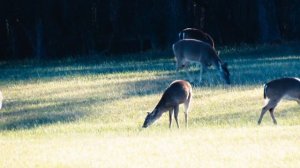 Filming Deer on the Canon Powershot SX 520 HS