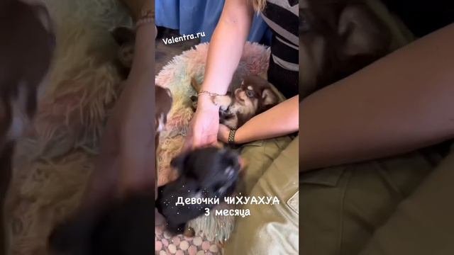 Шоколадные щенки ЧИХУАХУА #чихуахуа #щенкичихуахуа #шоколадныечихуахуа #купитьщенка #chihuahua