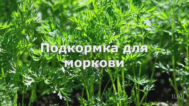 Подкормка для моркови - лучшая подкормка для моркови