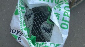 Голубиный рынок. Рязань. 9.10. 2022. Уходящая Эпоха Голубеводства.