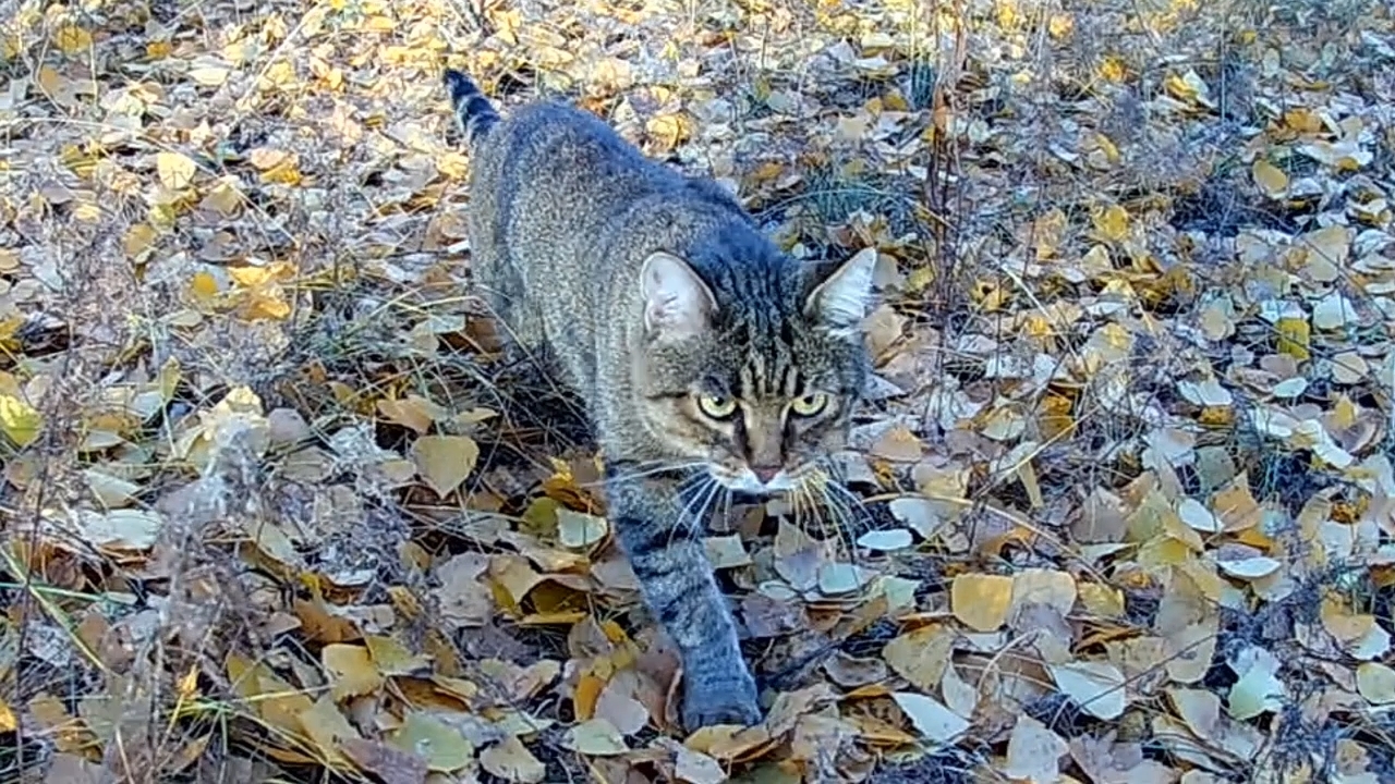 Кот - едем с котом Тимкой в осенний лес на велосипеде