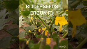 Огурец ЭРГУН F1 (ERGUN F1) - ранний, устойчивый к перерастанию, универсального назначения.