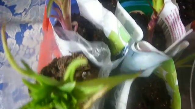 лилии на реанимации2 смотреть онлайн