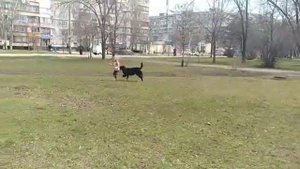 Бернский зенненхунд щенок 6 месяцев