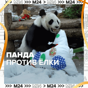 Панда расправляется с ёлкой — Москва 24