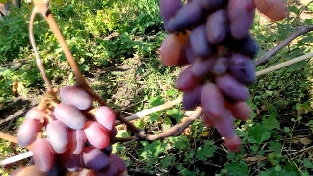 Байканур и Клеопатра   виноград , который возможно спутать