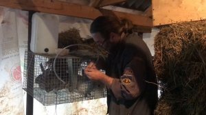 Как установить ниппельные поилки кроликам на клетки